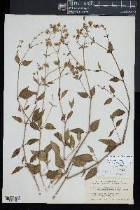 Mirabilis nyctaginea image