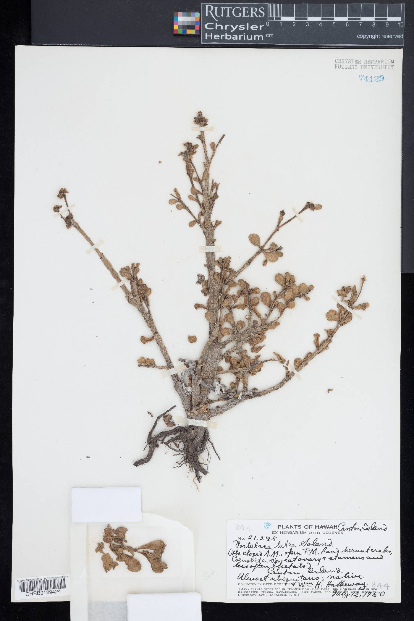 Portulaca lutea image