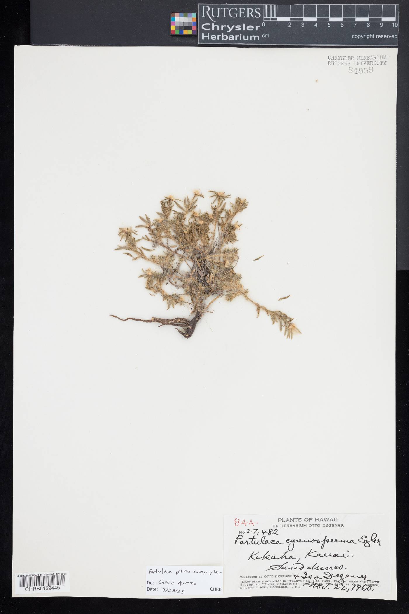 Portulaca pilosa subsp. pilosa image