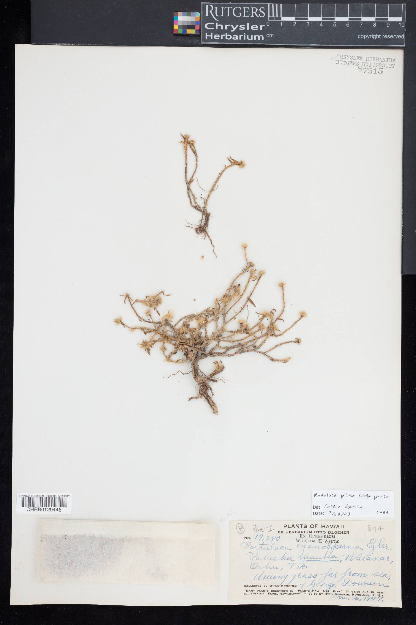 Portulaca pilosa subsp. pilosa image