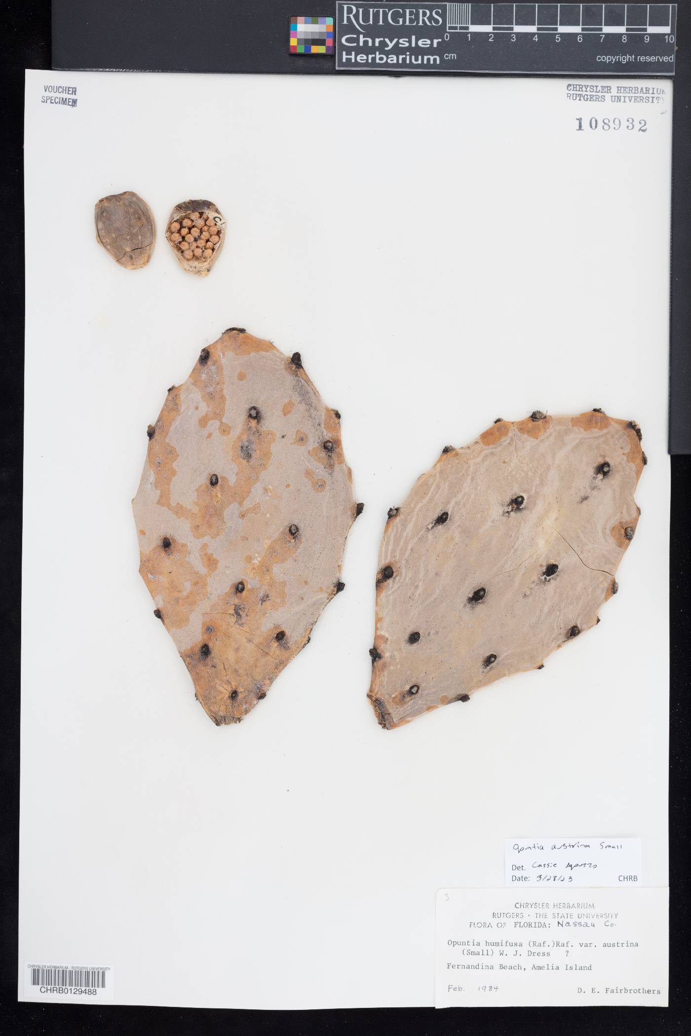 Opuntia austrina image