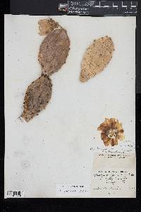 Opuntia humifusa image