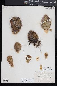 Opuntia humifusa image