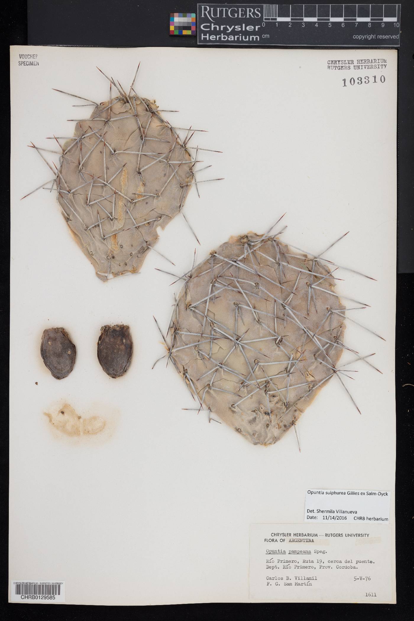 Opuntia sulphurea image