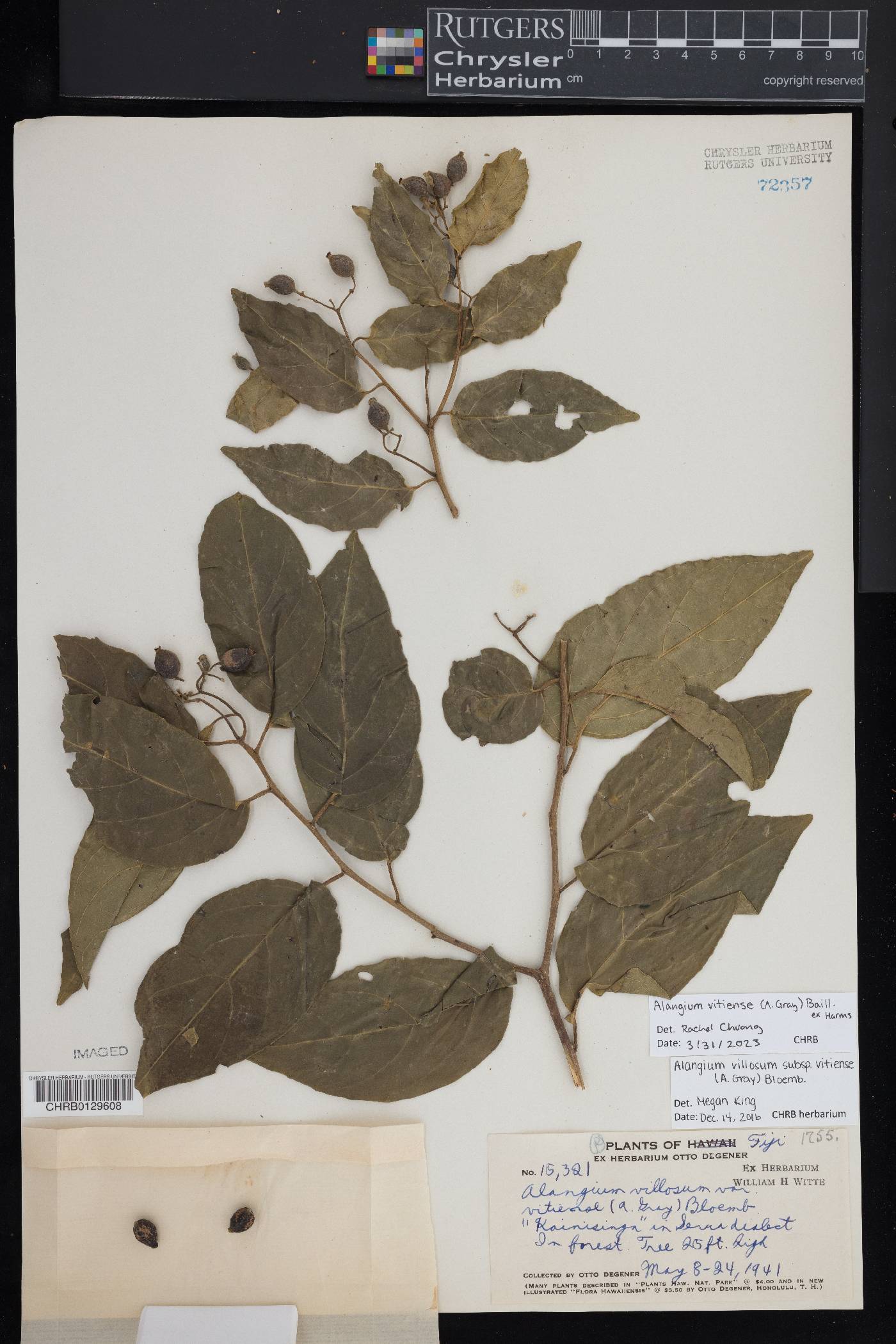 Alangium vitiense image
