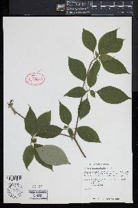 Cornus alternifolia image