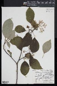 Cornus alternifolia image