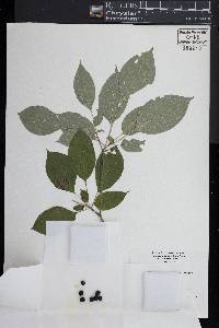 Cornus alternifolia image