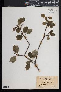 Cornus alternifolia image