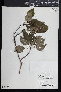 Cornus alternifolia image