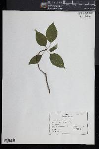 Cornus alternifolia image