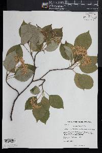 Cornus alternifolia image