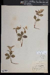 Cornus canadensis image