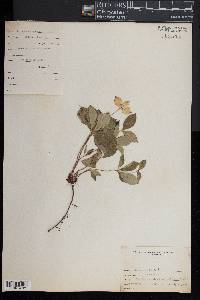 Cornus canadensis image