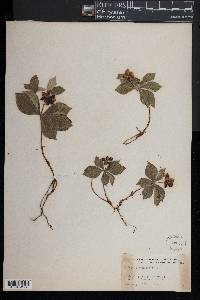 Cornus canadensis image