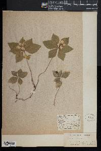 Cornus canadensis image