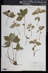 Cornus canadensis image