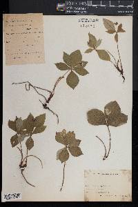 Cornus canadensis image