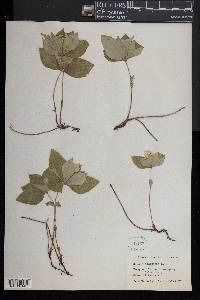 Cornus canadensis image