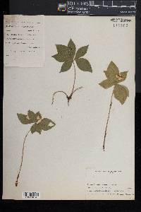 Cornus canadensis image