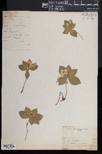 Cornus canadensis image