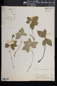 Cornus canadensis image