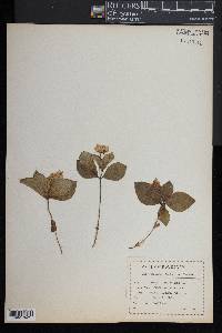 Cornus canadensis image