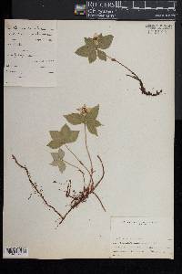 Cornus canadensis image