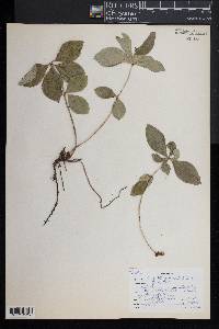 Cornus canadensis image