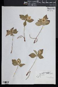 Cornus canadensis image