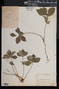 Cornus canadensis image