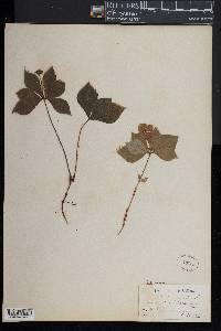 Cornus canadensis image