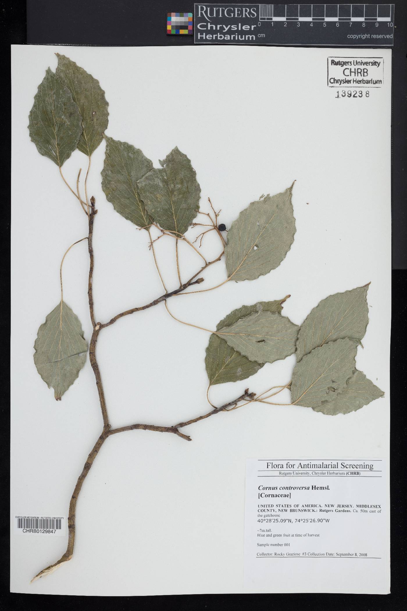 Cornus controversa image