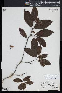 Cornus disciflora image