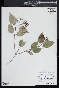 Cornus drummondii image