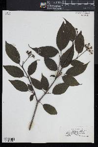 Cornus excelsa image