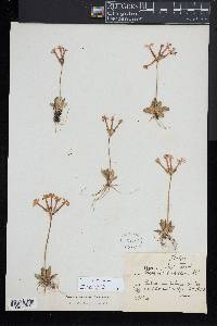 Image of Primula halleri