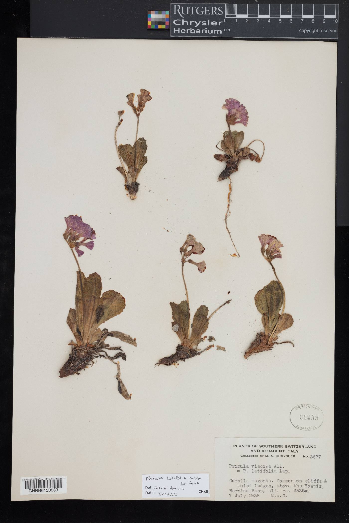 Primula latifolia image