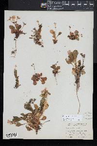 Primula latifolia image