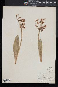 Primula parryi image