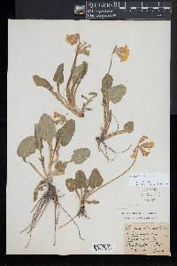 Primula veris image