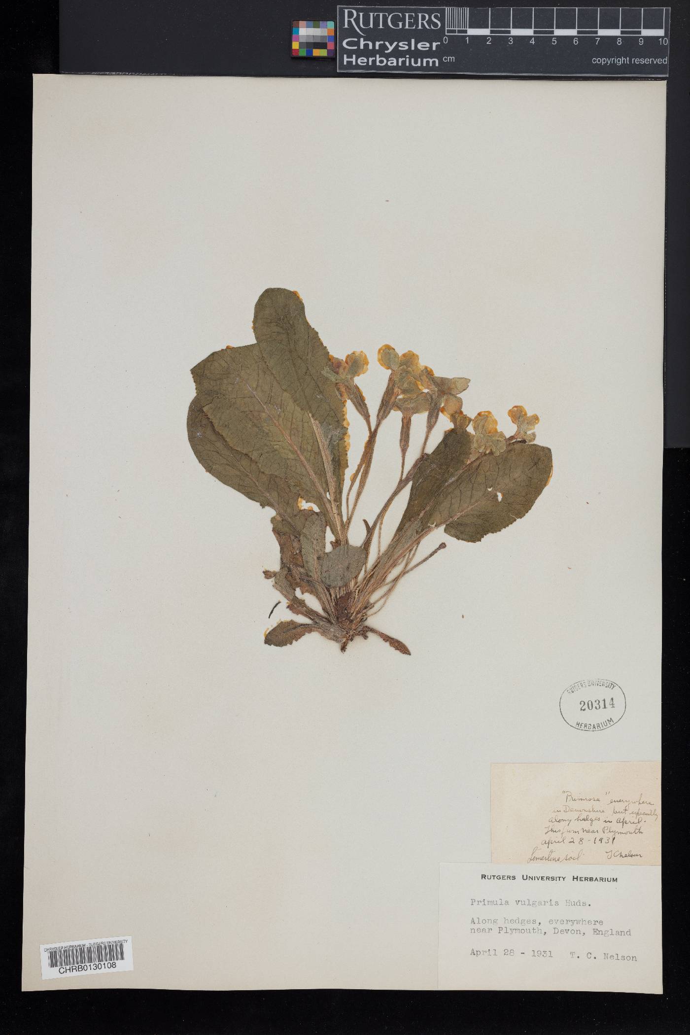 Primula vulgaris image