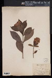 Camellia japonica image