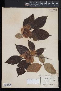 Stewartia ovata image