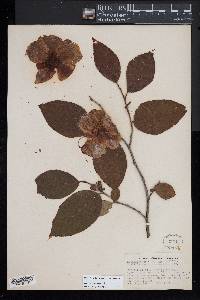 Stewartia ovata image