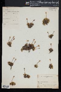 Diapensia lapponica image