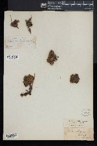 Diapensia lapponica image