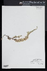 Pyxidanthera barbulata image