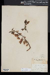 Halesia carolina image