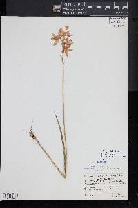 Calopogon tuberosus var. tuberosus image